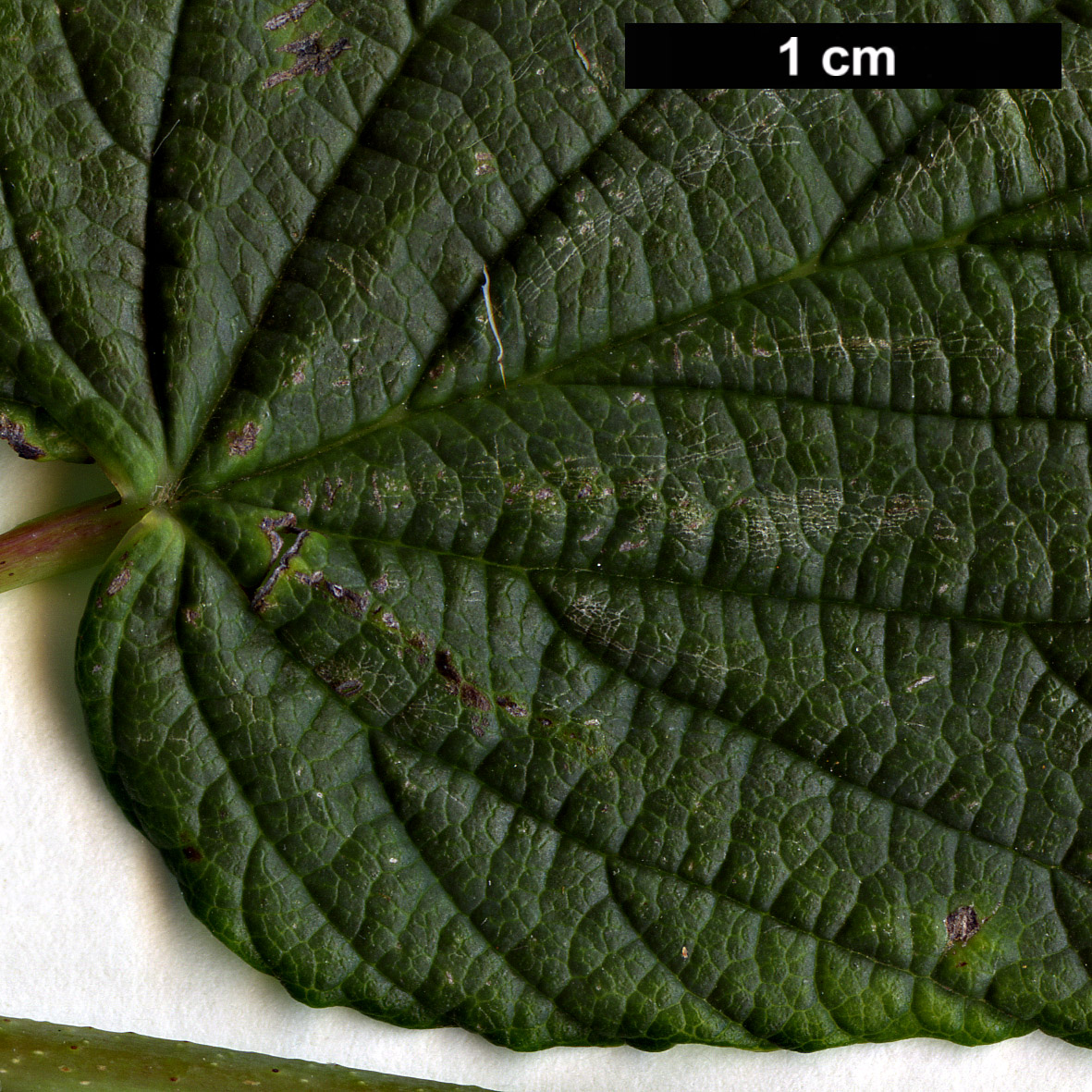 High resolution image: Family: Hamamelidaceae - Genus: Corylopsis - Taxon: sinensis - SpeciesSub: var. calvescens